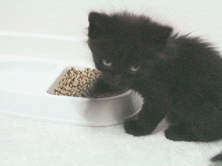 black kitten